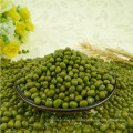 Diferente tamaño de Green Mung Beans, cultivo de 2012